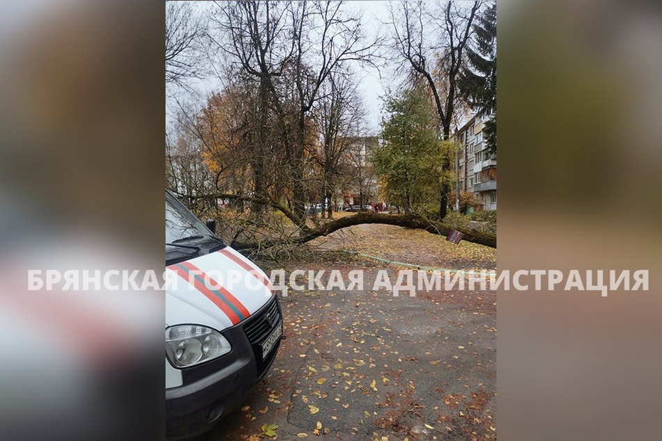 Брянские спасатели распилили рухнувшее на улице Докучаева дерево