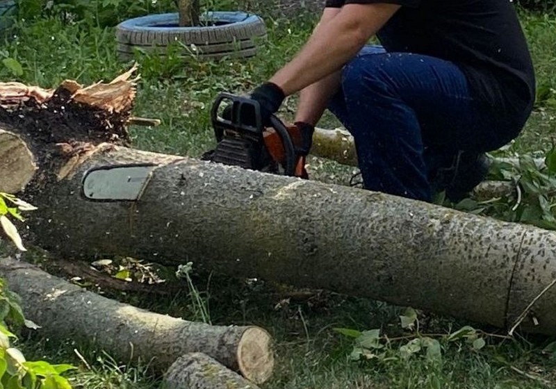 В Выгоничском районе дерево упало на проезжающий автомобиль