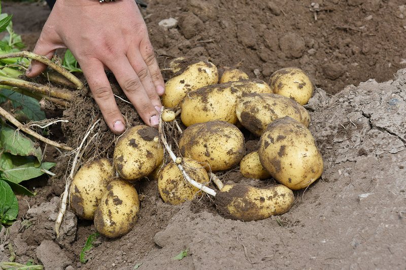 Брянские аграрии ожидают рекордный урожай картофеля