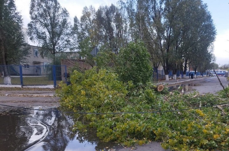 В Брянске на территории детского сада «Голубые дорожки» рухнуло огромное дерево