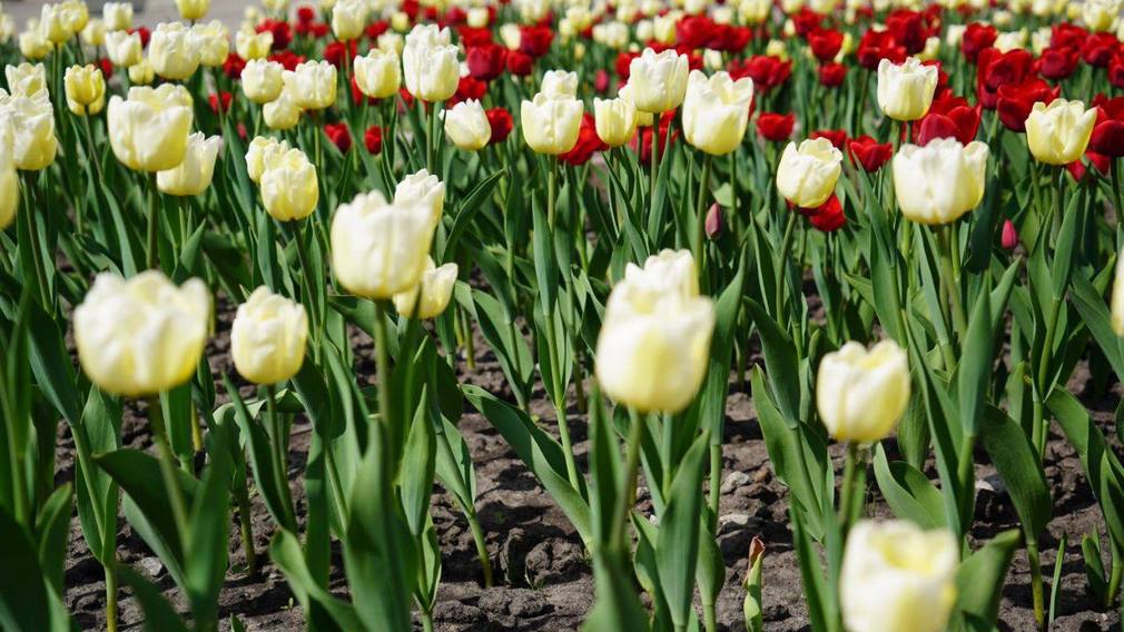 Брянские улицы, парки и скверы украшены более чем 100 тысячами тюльпанов
