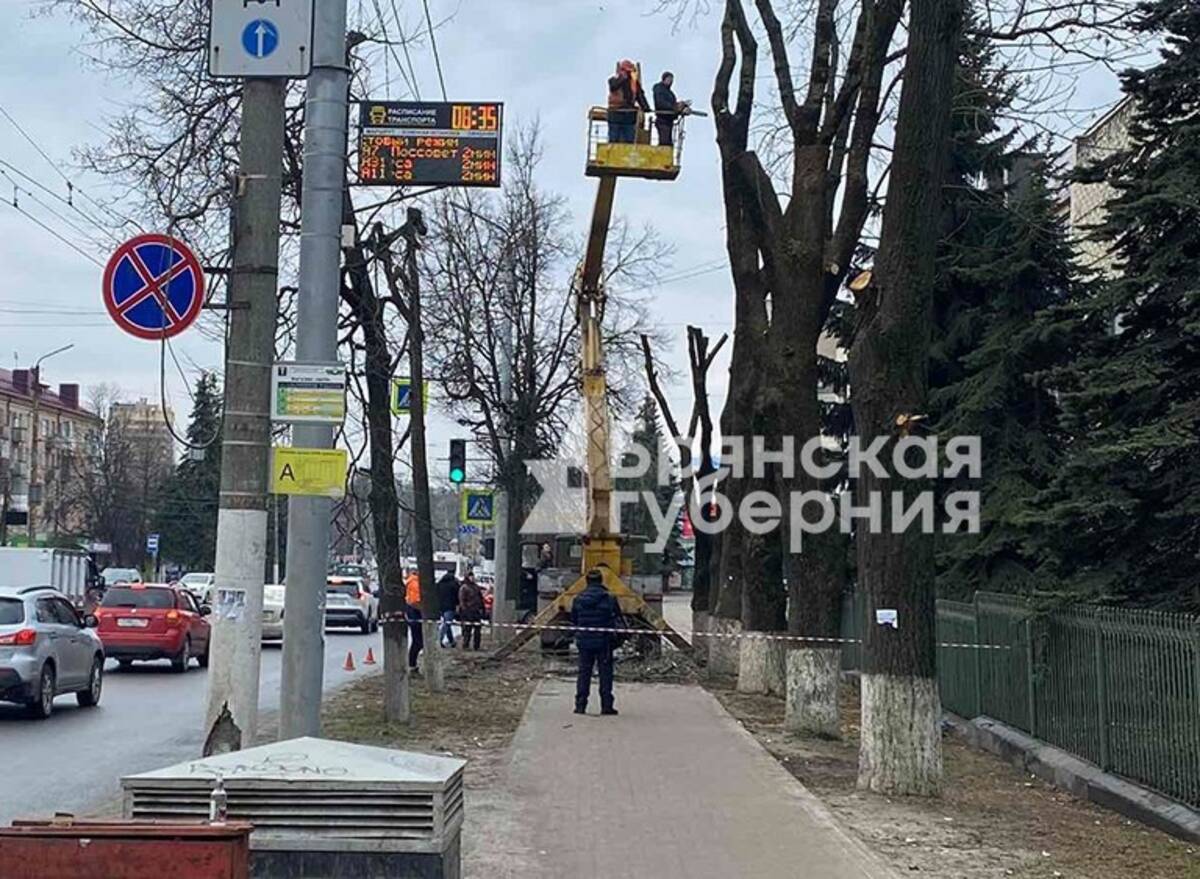 В Советском районе Брянска на улице Красноармейской дорожники кронируют деревья