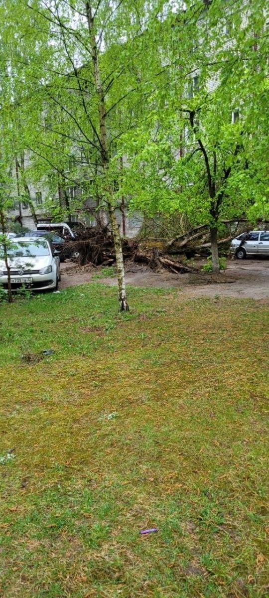 В Брянске на проспекте Московского на припаркованные автомобили обрушилось дерево