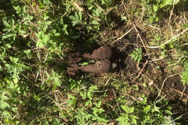 Под Брянском в лесу обнаружили две 50-миллиметровые миномётные мины