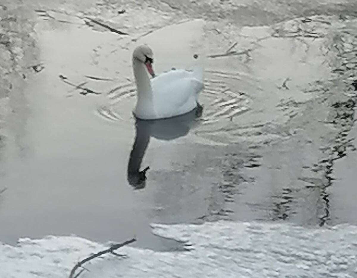 Жителей Брянской области просят спасти белого лебедя с поврежденным крылом