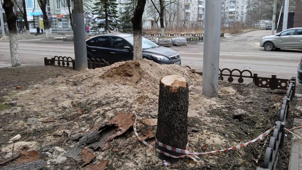 Спиливание 23 деревьев на улице Куйбышева в Брянске признали законным