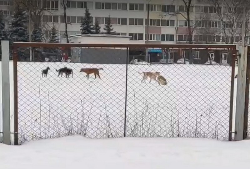 В Брянской области сотрудники курского приюта «Милена» займутся отловом бродячих собак