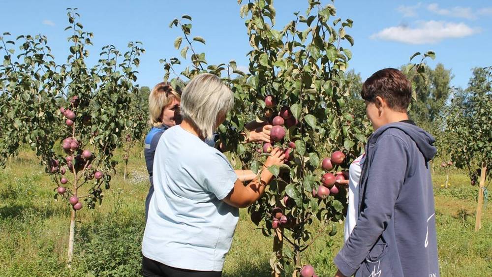 Сбор яблок в саду «Сельхозника» стартовал в Брасовском районе Брянщины