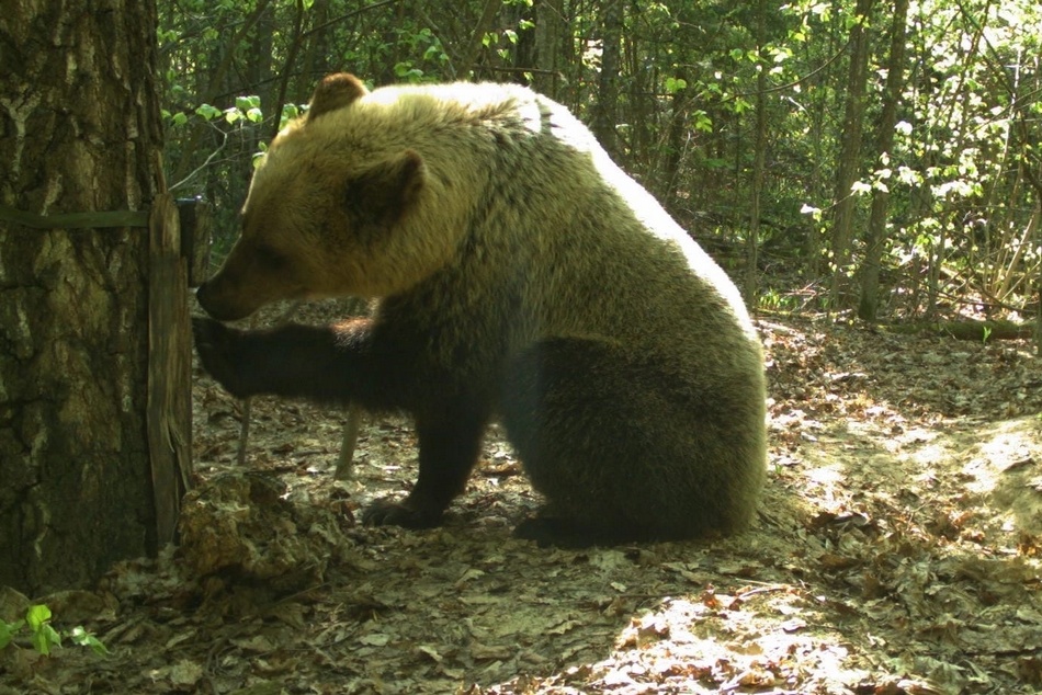 Медведь и рысь поломали фотоловушки в брянском лесу