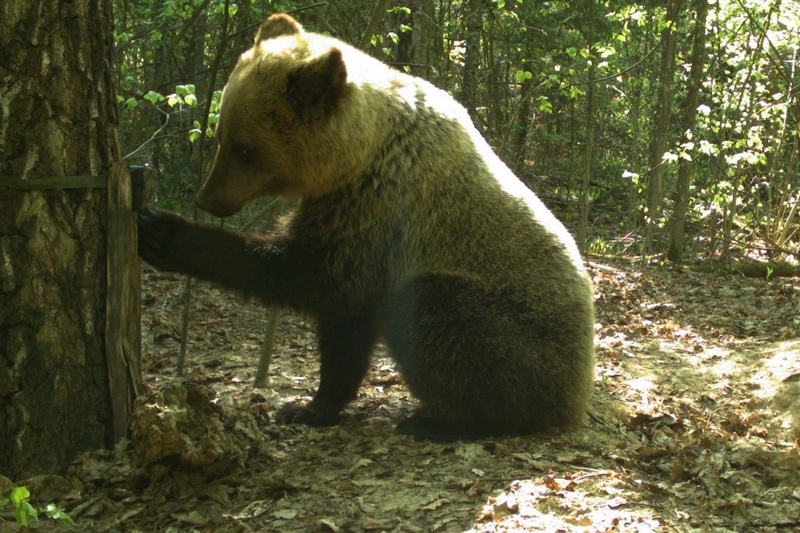 Жителей Крайнего Севера защитят от неожиданных встреч с бурыми медведями