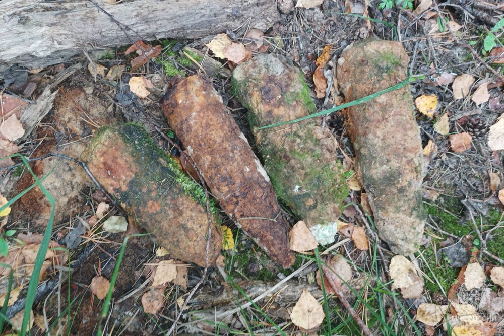 В лесу под Брянском нашли четыре изъеденных ржавчиной артснаряда