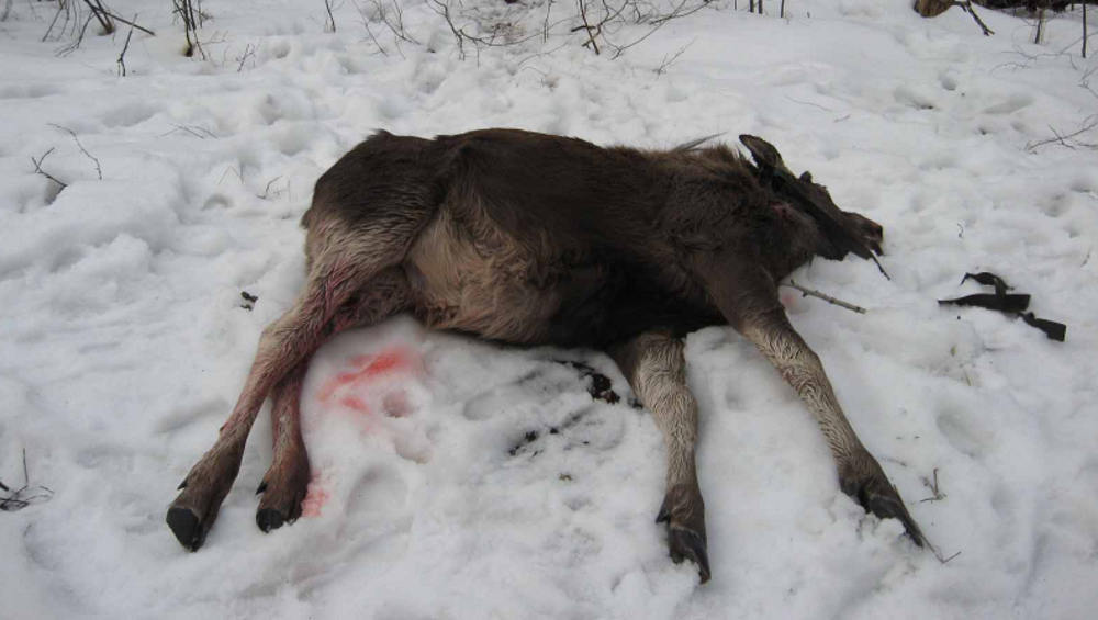 В Брянском облсуде подтвердили приговор 49-летнему убившему лося браконьеру
