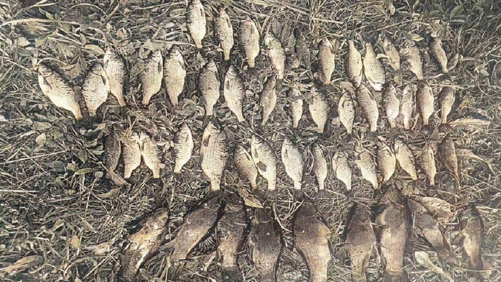 Два браконьера в Унече получили условные сроки за незаконную добычу 51 рыбы