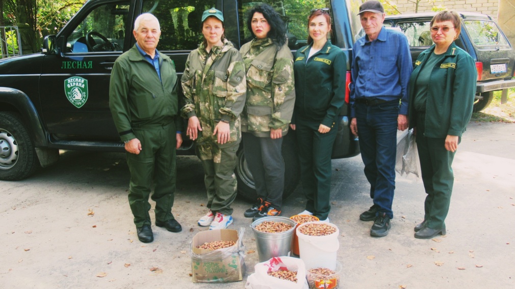 Лесники в Брянской области занимаются заготовкой семен дуба черешчатого