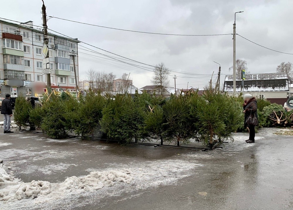 В Брянске непроданные сосны оказались на свалке