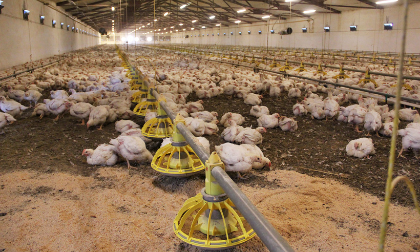 Брянская компания-производитель мяса птицы за год увеличила выпуск продукции на 17%