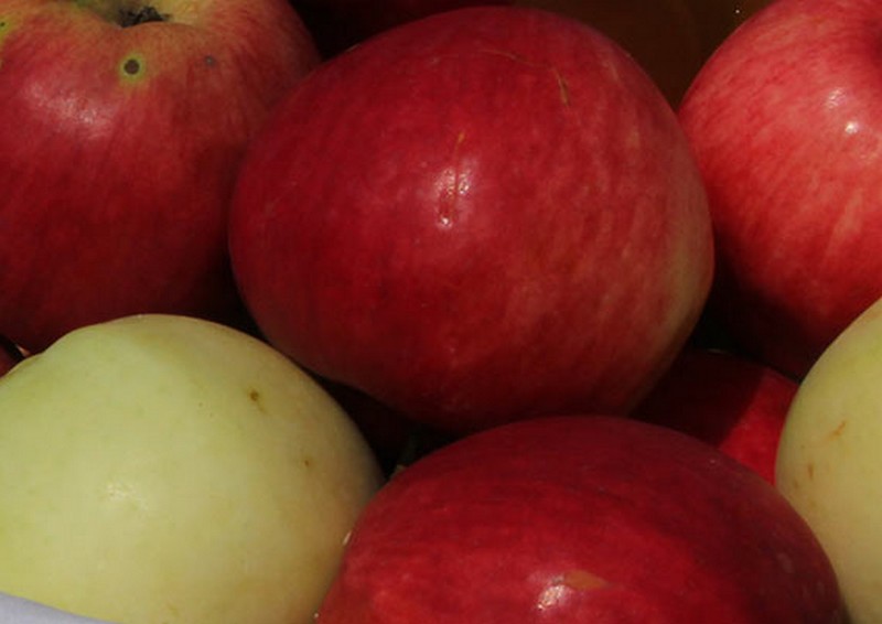 Уничтожение 20 тонн яблок из Польши озадачило жителей Брянска