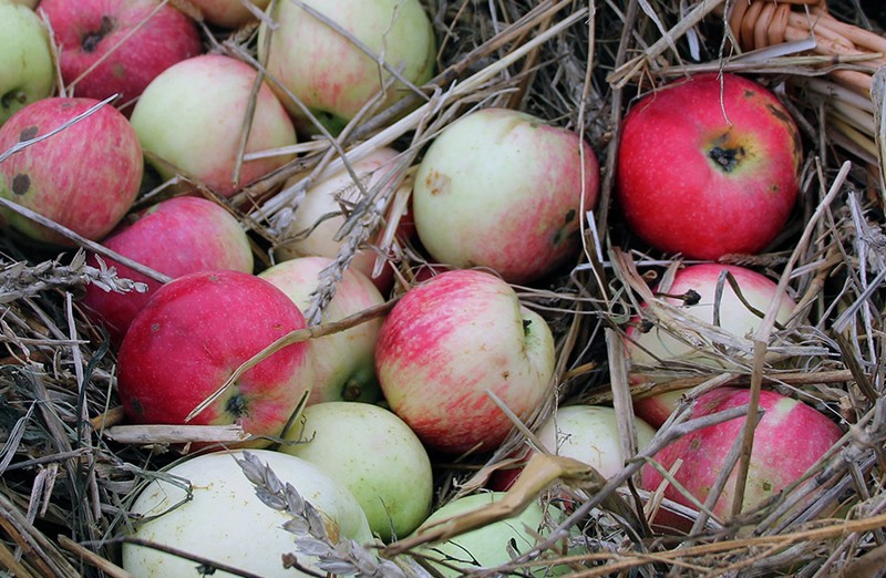 В Брянской области уничтожили 20 тонн привезенных из Польши яблок