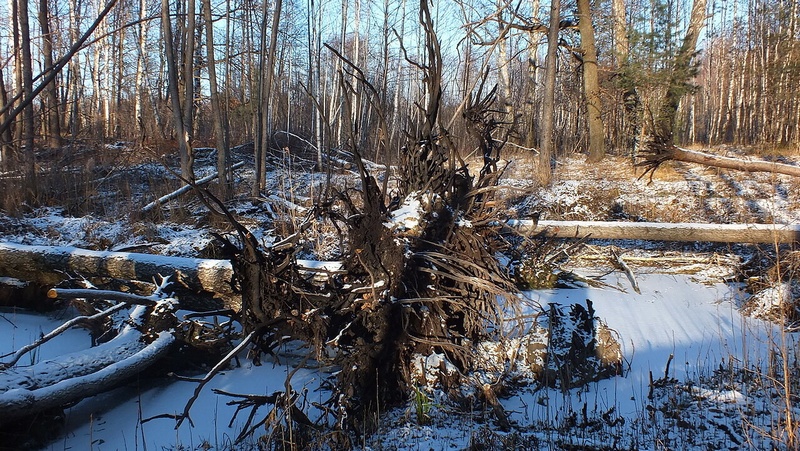 Экс-сотрудница брянского лесничества незаконно вырубила деревья на 4,4 млн рублей