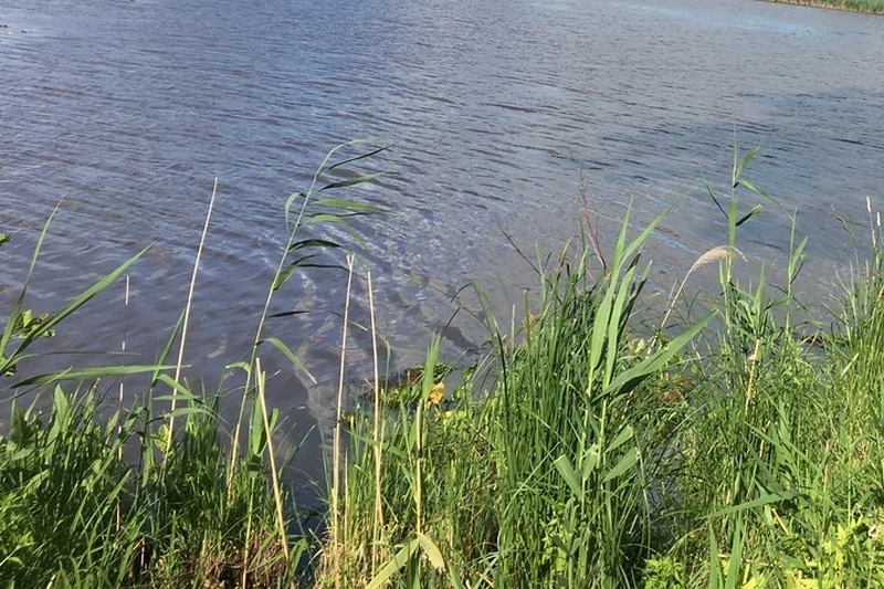В озере Навлинского района из-за рухнувшей плотины случился массовый мор рыбы