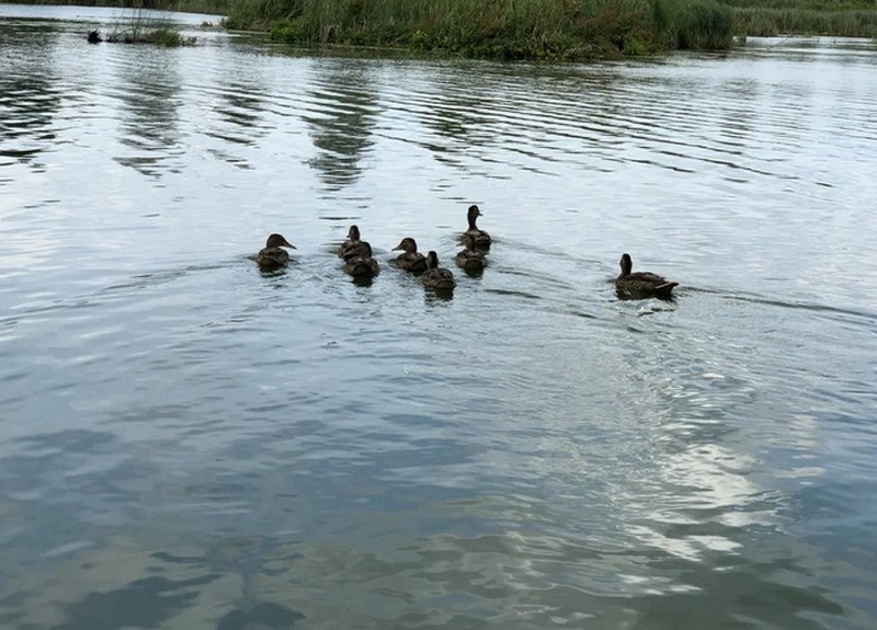 В Выгоничском районе водолазы ищут тело утонувшего рыбака