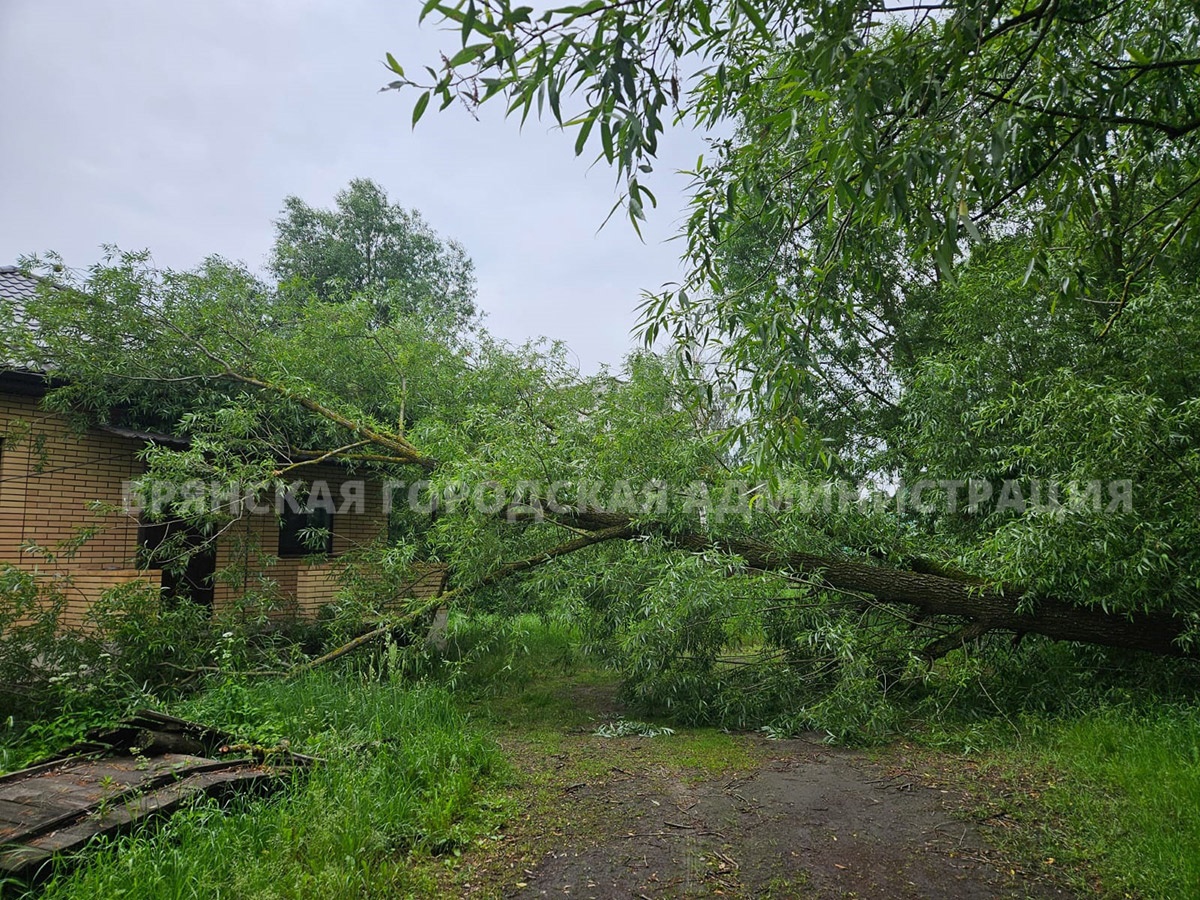 В Брянске сильный ветер повалил дерево на жилой дом