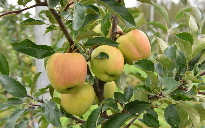 В Брянске стали продавать вкусные яблоки из Крыма