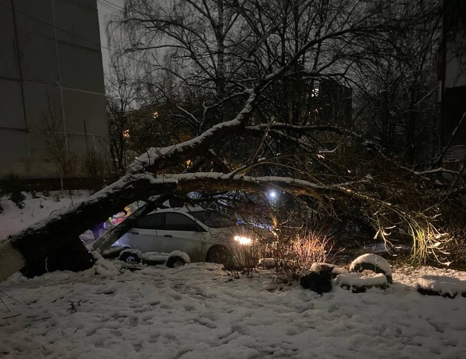 В Брянске убрали более 20 поваленных деревьев