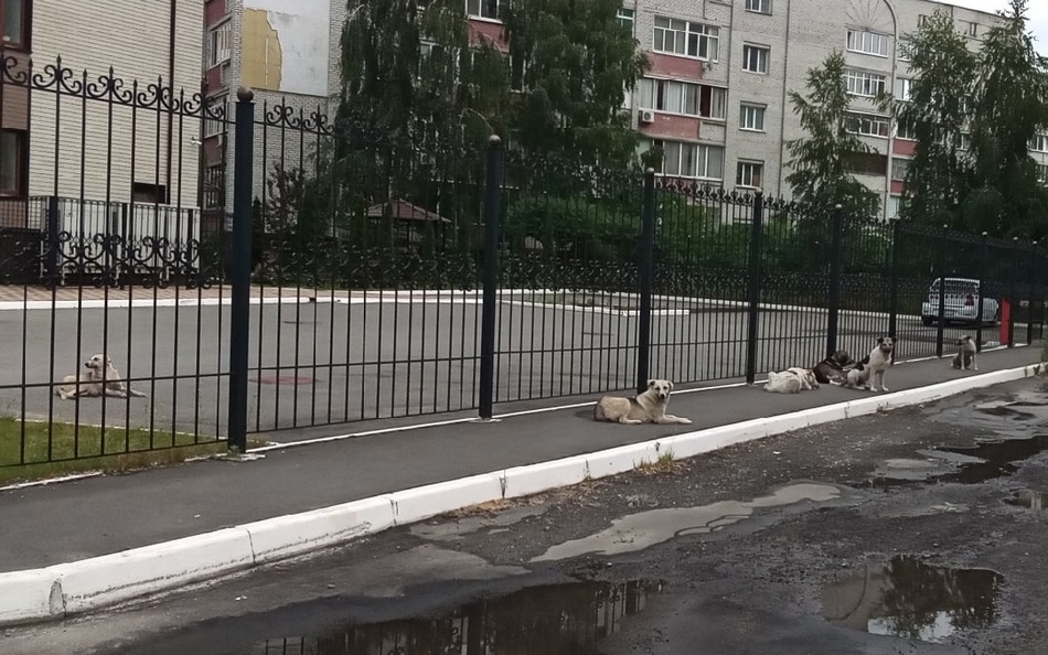 Брянцам показали, как собака изуродовала машину