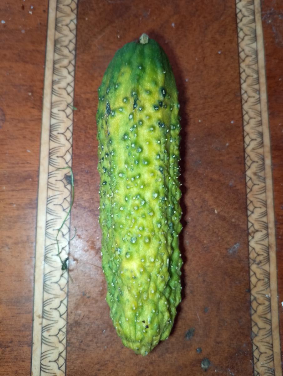 На Брянщине уменьшились цены на огурцы