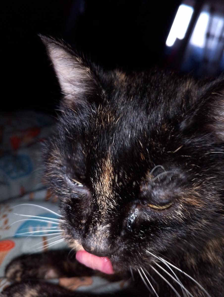 Брянцев ожидают ограничения на количество домашних животных