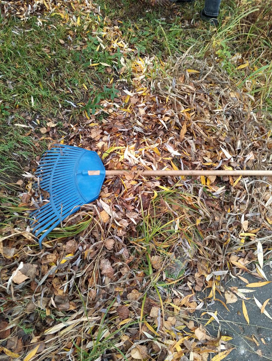 В Брянске активно проводится уборка опавшей листвы