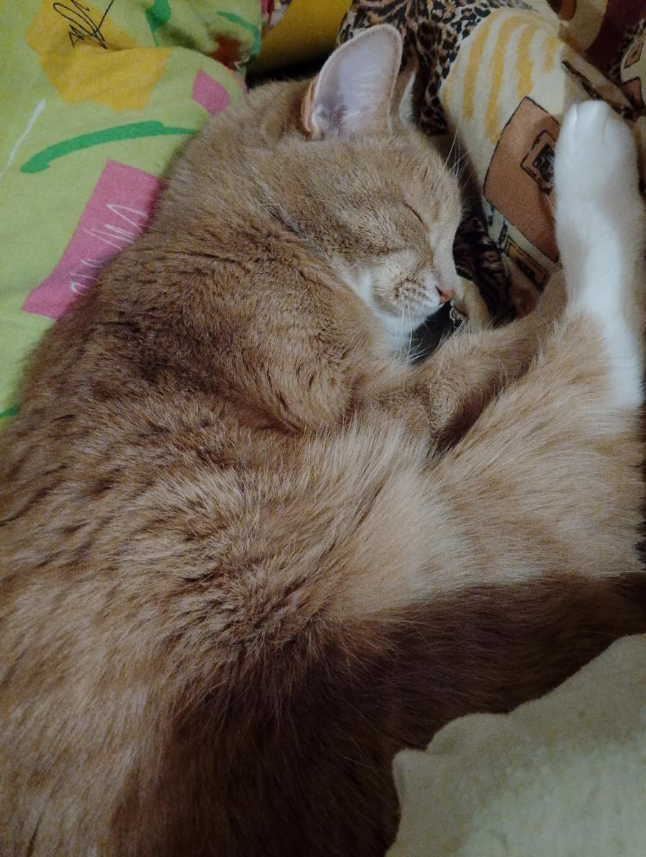 Брянцам рассказали о пользе домашних кошек для здоровья