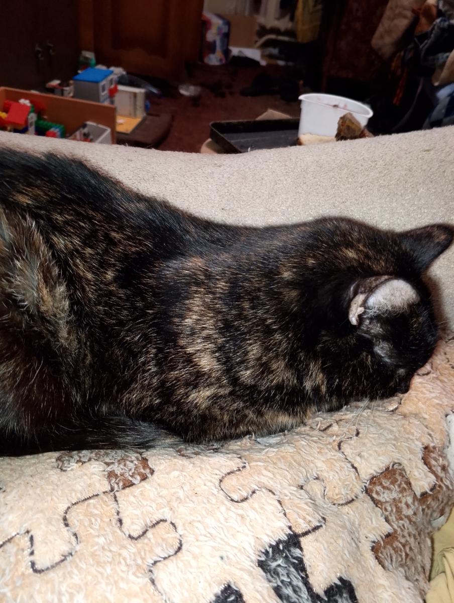 Брянская облдума приняла новые законы о домашних и сельскохозяйственных животных