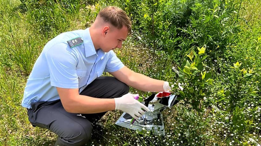 Под брянским Карачевом ввели карантинные меры из-за повилики Cuscuta spp.