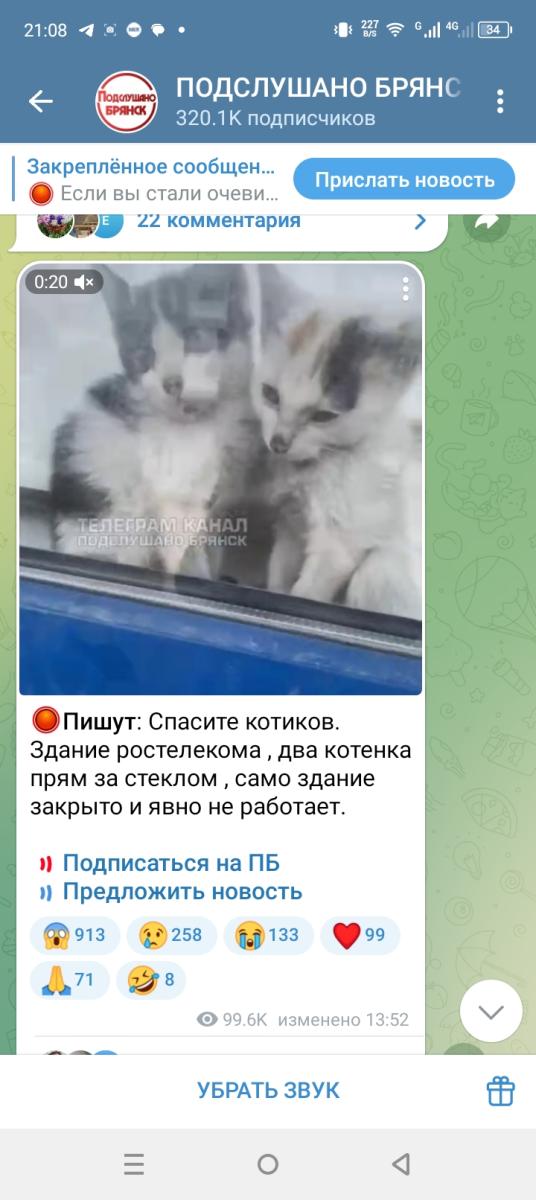 В Брянске набирает обороты скандал вокруг закрытых в здании котят в центре города