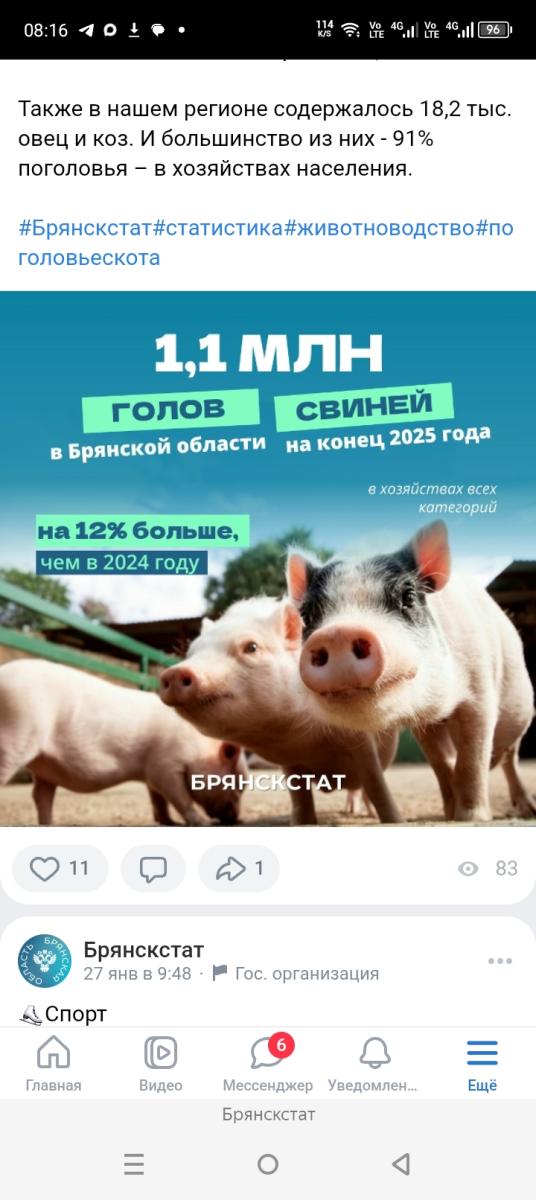 Поголовье свиней на Брянщине превысило 1,1 миллион голов