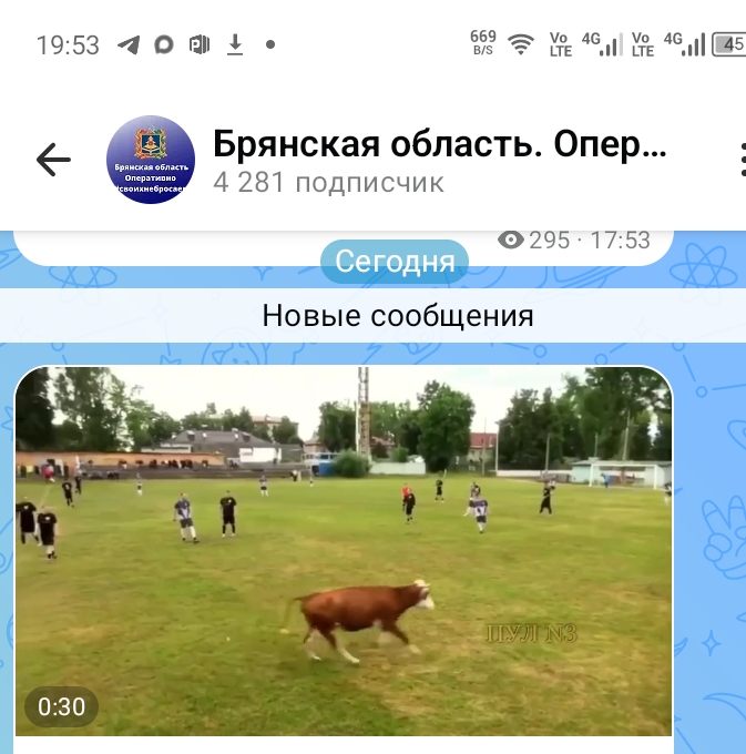 Неожиданным гостем на футбольном поле в Брянске стала... корова