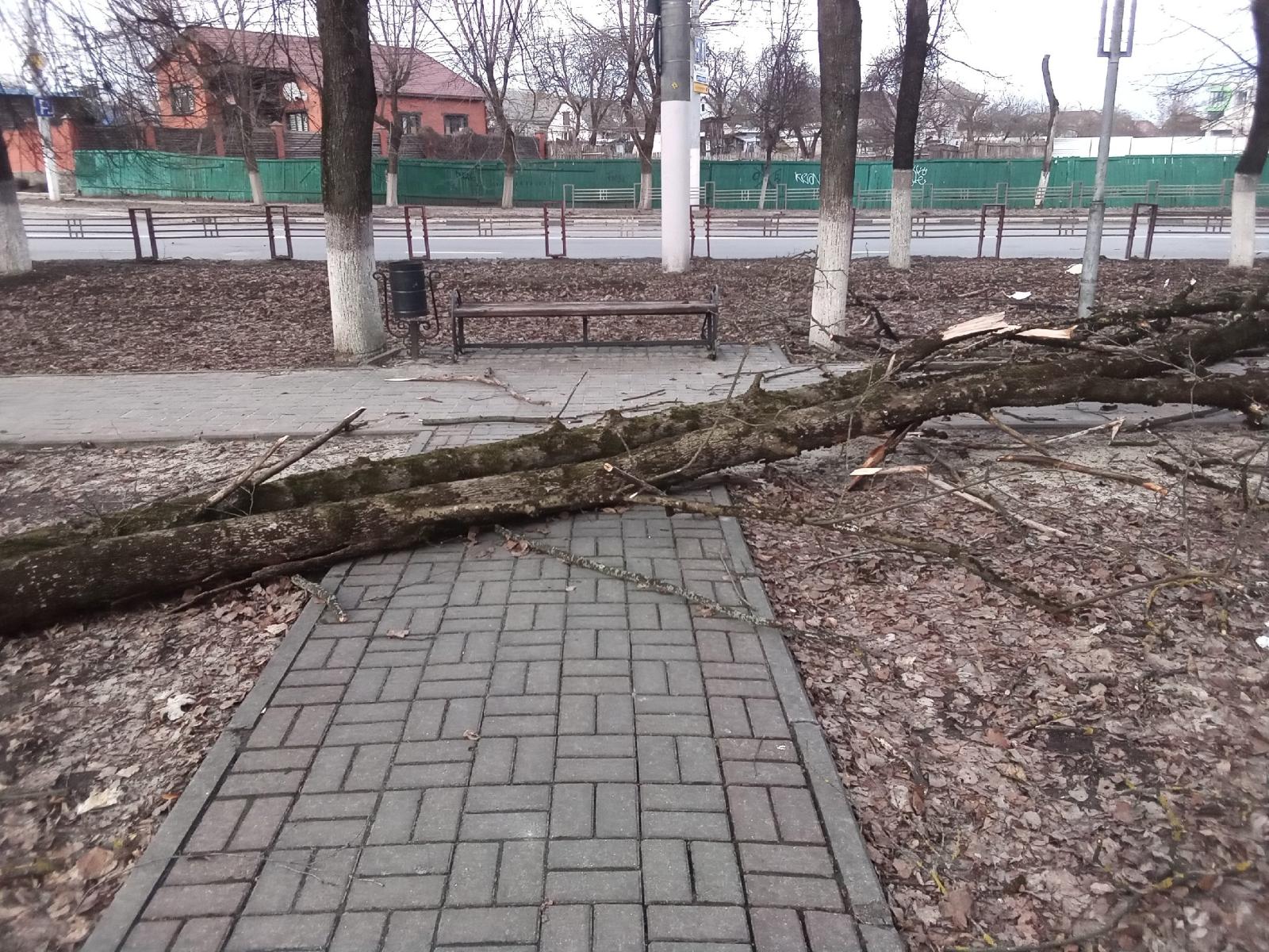 В Советском районе Брянска рухнуло дерево