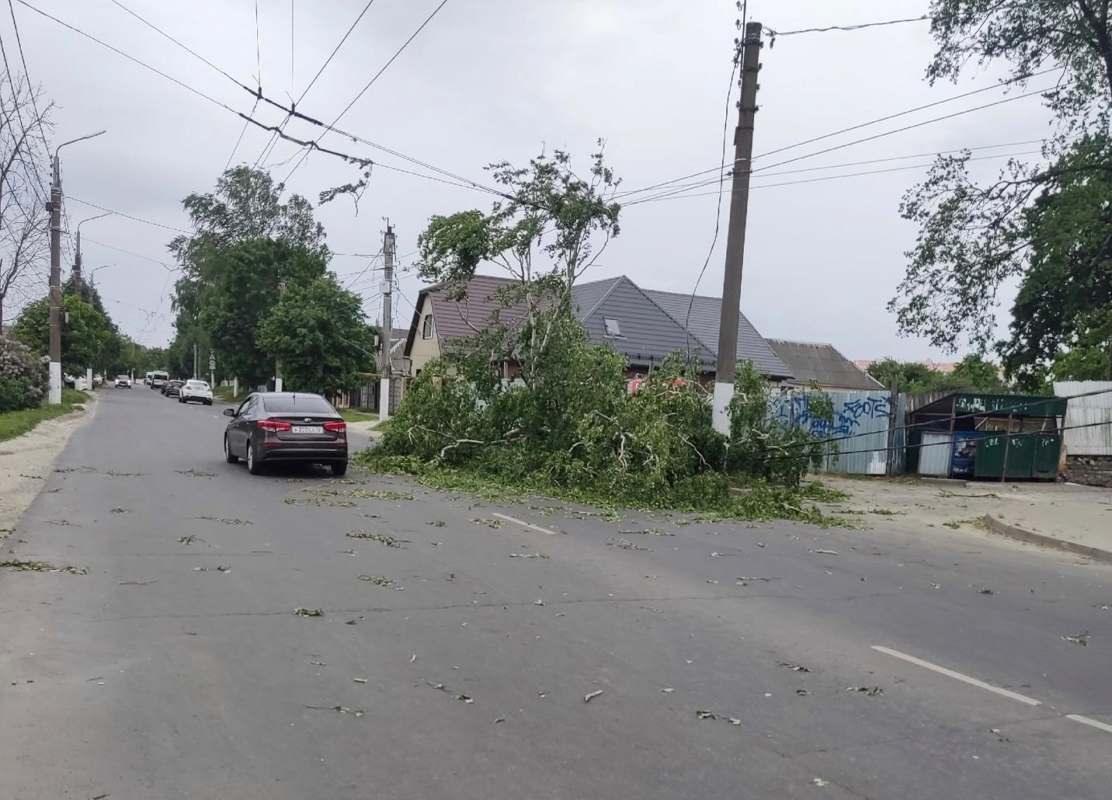 В Брянске приступили к уборке рухнувших от ветра деревьев