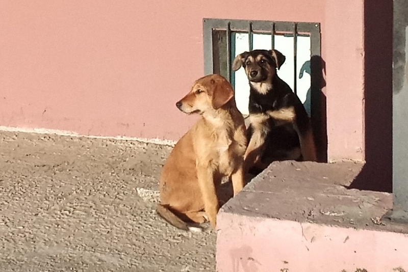 На 13-летнюю девочку в Жуковке напала бездомная собака