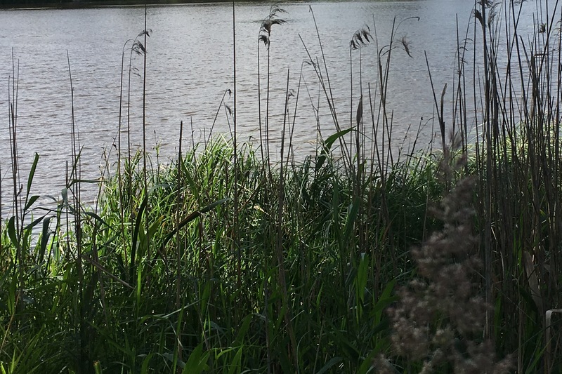 Под Брянском нашли прогнившие очистные сооружения