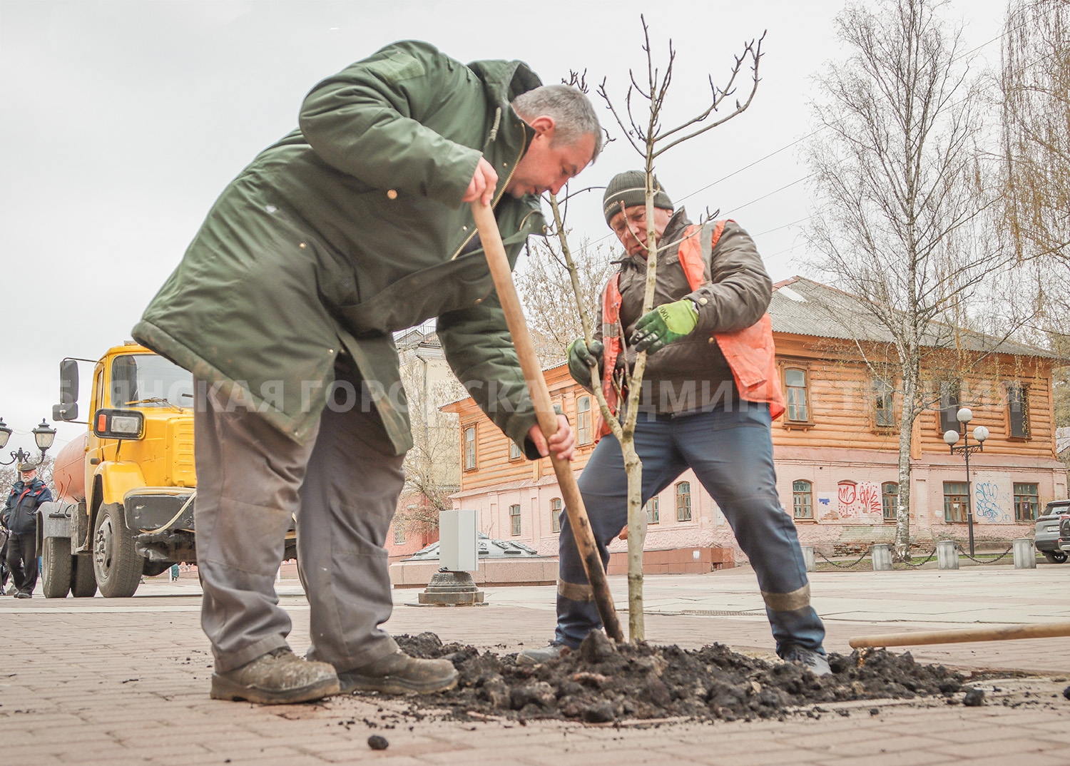 Квартет новобранцев. На бульваре Гагарина в Брянске высадили новые каштаны