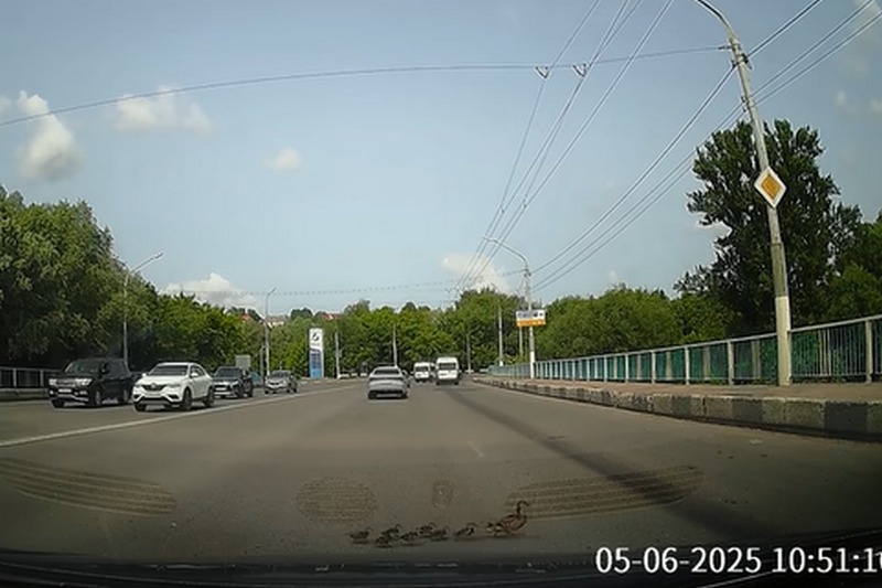 Многодетная мама-утка перекрыла движение на мосту в Брянске