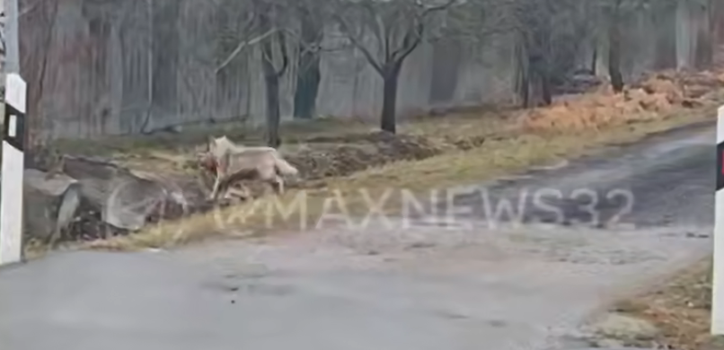 На  улицах Бежицкого района Брянска заметили животное, похожее на волка