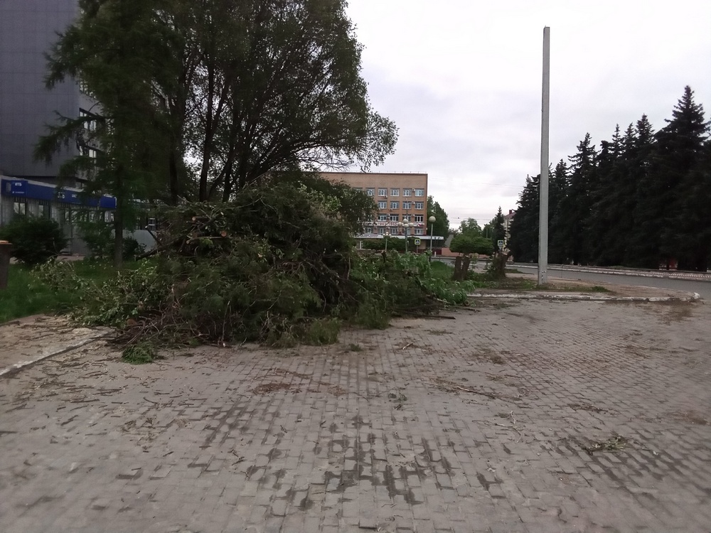 Возле цирка в Брянске вырубили деревья