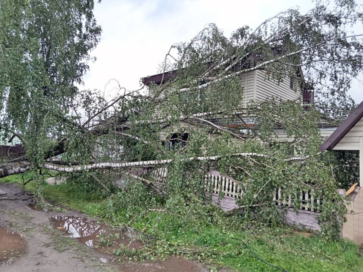 Огромная береза упала на дом в Бежицком районе Брянска