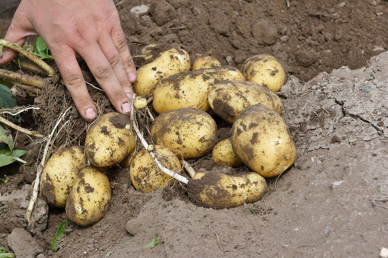 Картофель и овощи в Брянске подешевеют в июле