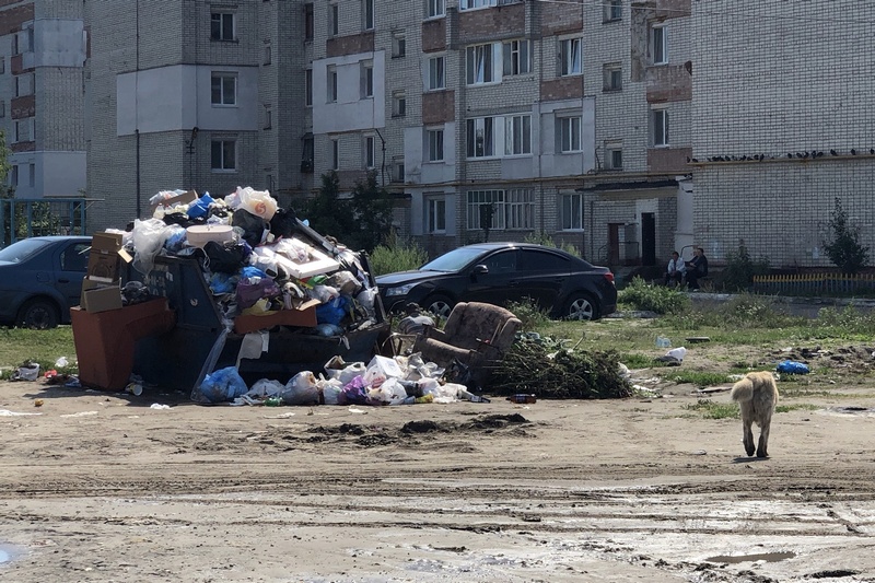 На Емлютина в Брянске девочку укусила дикая крыса