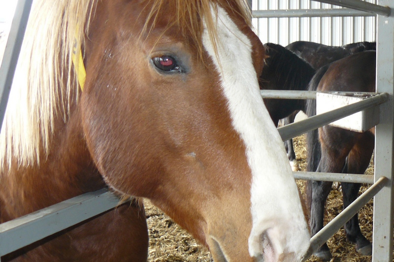 Водитель легковушки сбил лошадь под Севском